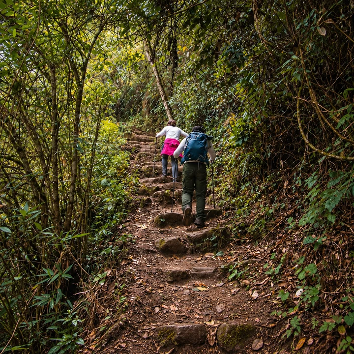 Two hikers climbing stone steps through dense cloud forest.