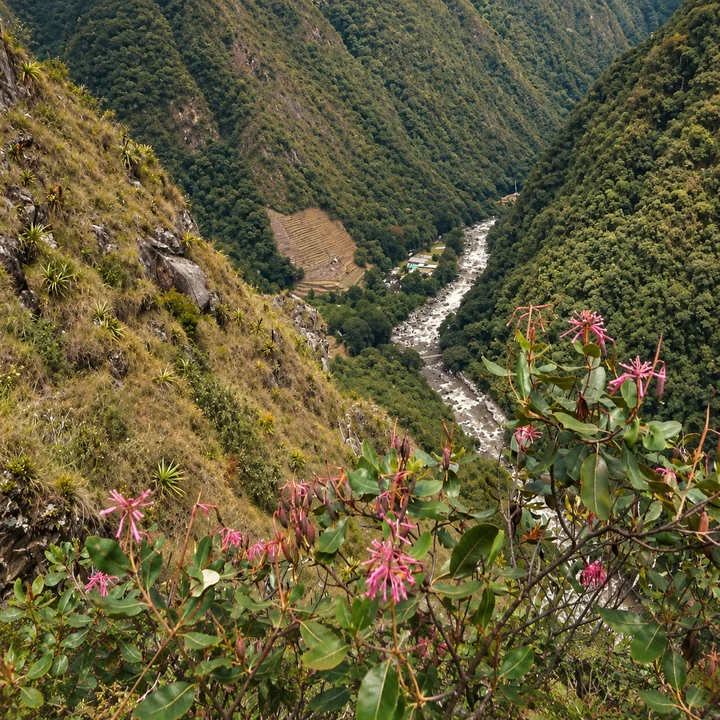 Pink wildflowers above a forested river valley on the Inca Trail.