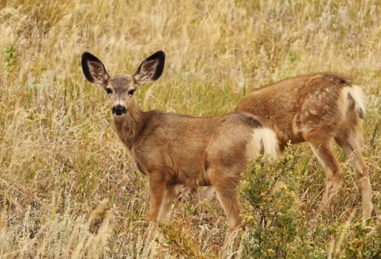 Andean deer in Peru wildlife in high altitude Andes natural habitat