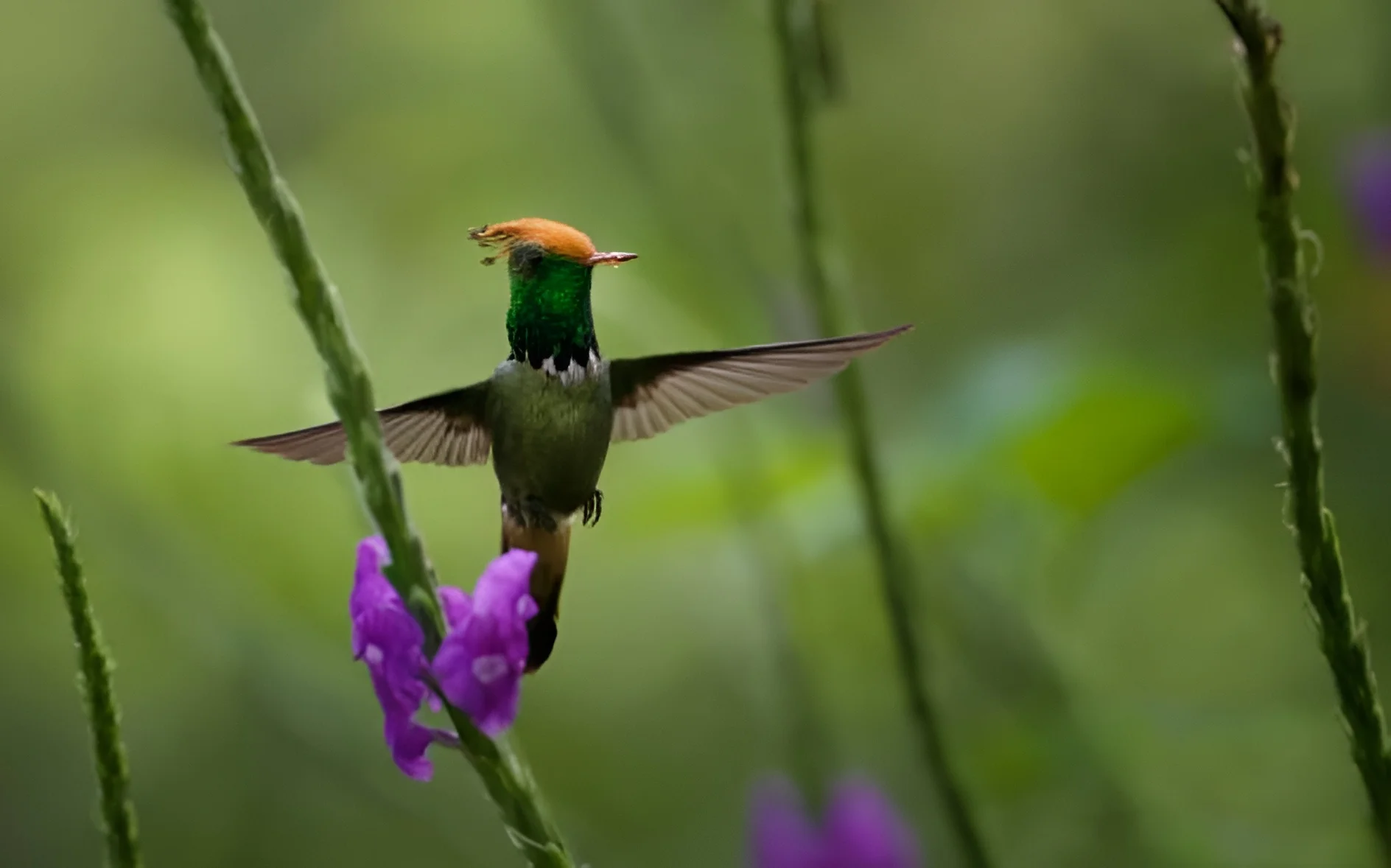 Colorful birds in Manu National Park rainforest Peru