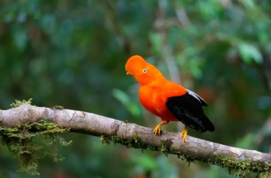 Andean cock of the rock bird in Manu cloud forest Peru