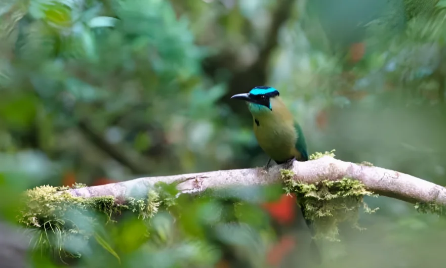 Exotic bird species in Manu Biosphere Reserve jungle Peru