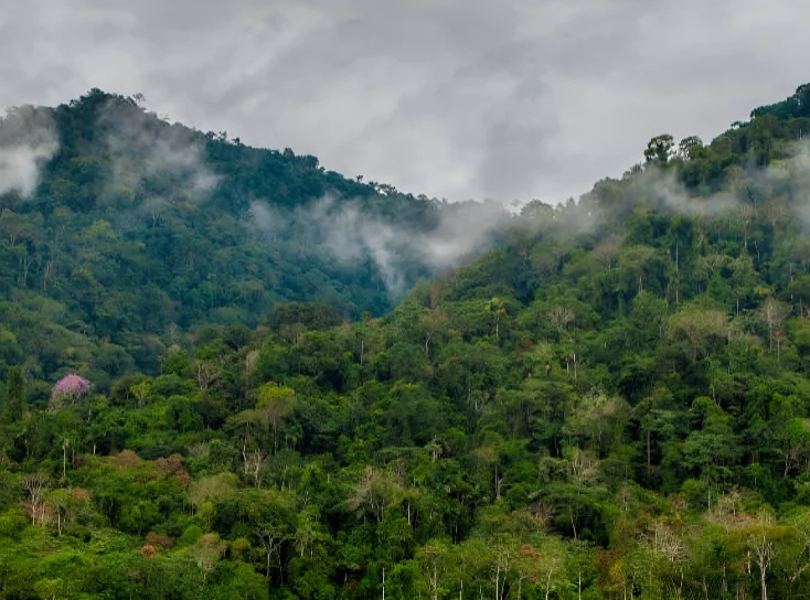 Diverse flora and fauna in Manu 4 days jungle adventure Peru