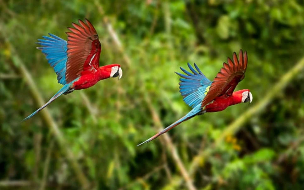 Amazon wildlife including birds and mammals in Manu Peru tour
