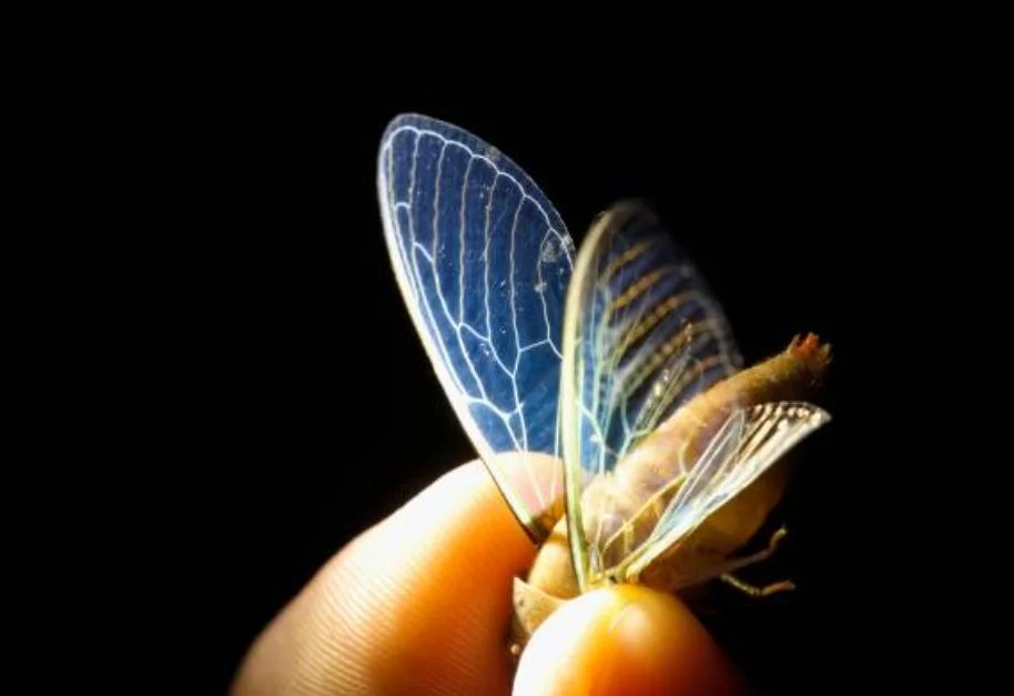 Nocturnal insects in Manu National Park rainforest Peru