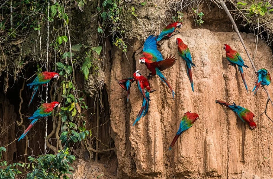 Parrots feeding at clay lick in Manu jungle Peru