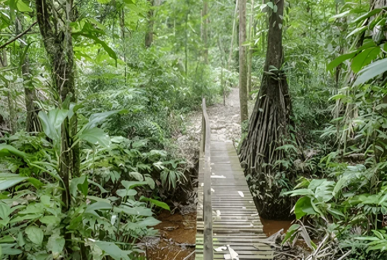 Tambopata Amazon tour with wildlife jungle exploration and lake visit Peru