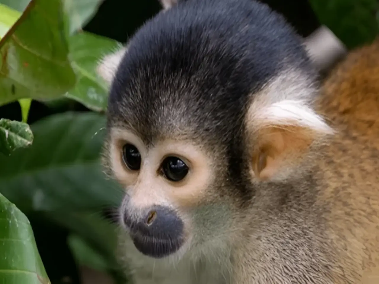 Wild monkey moving along tree branch in Tambopata Amazon jungle Peru