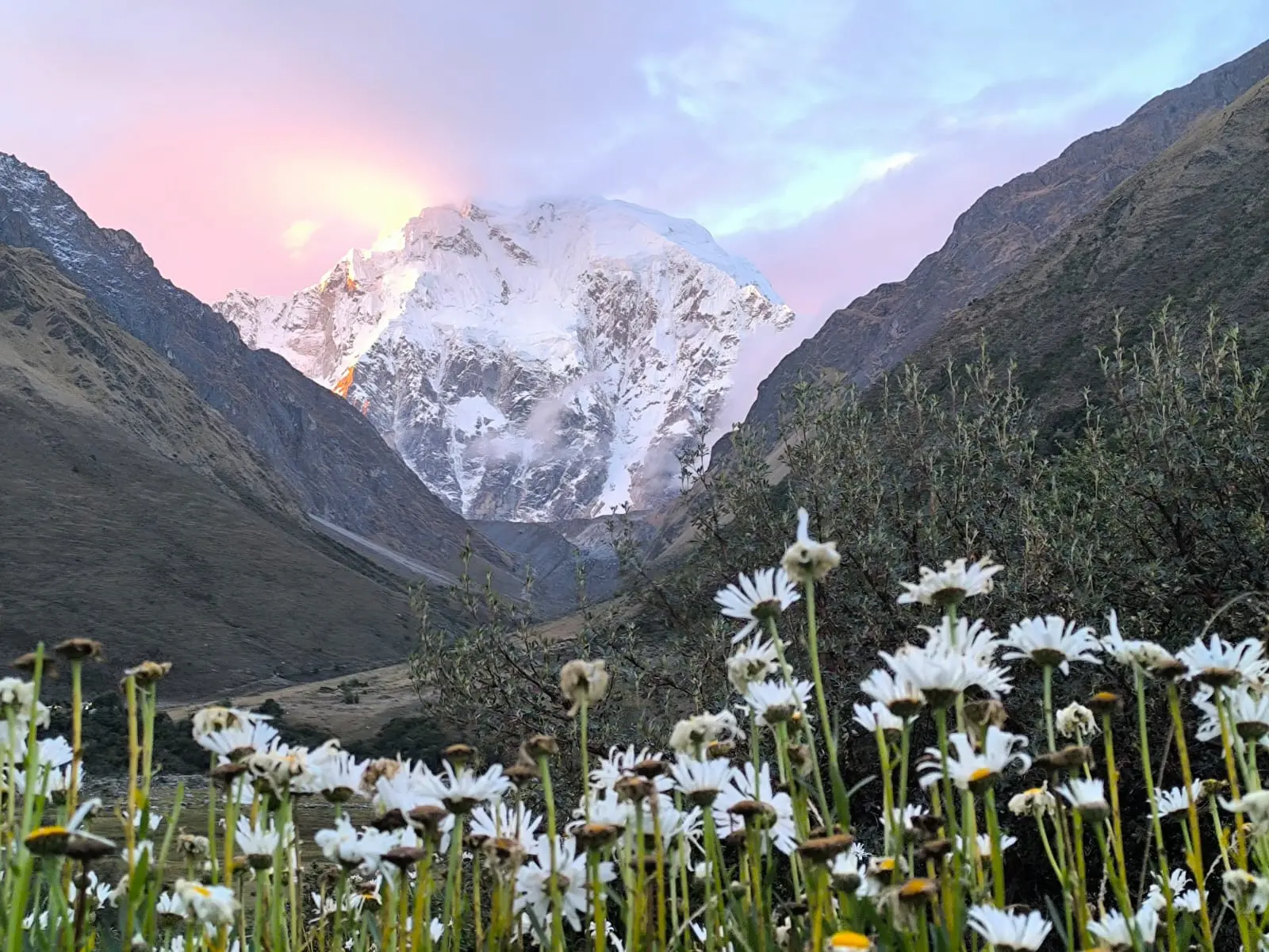 White Andean wildflowers framing the snow-covered Salkantay Mountain during a colorful sunrise.
