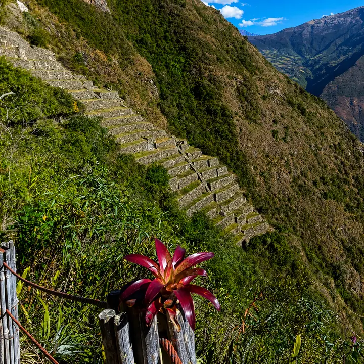 Red bromeliad growing above Choquequirao's mountainside terraces.