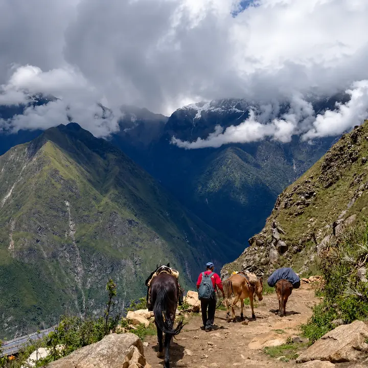 Pack mules carrying supplies along the Choquequirao mountain path.