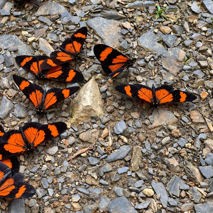 Orange and black butterflies gathered on the forest floor.