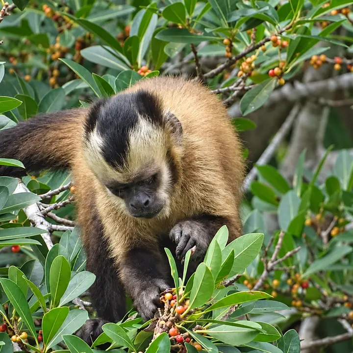Capuchin monkey foraging among rainforest leaves in Manu.