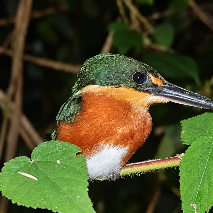 Colorful rainforest bird perched on a branch in Manu.