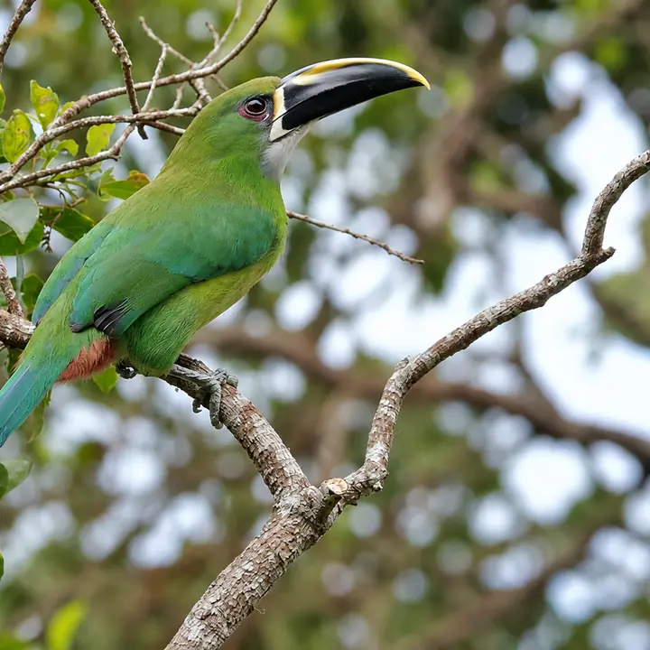 Emerald toucanet perched on a branch in the Manu rainforest.