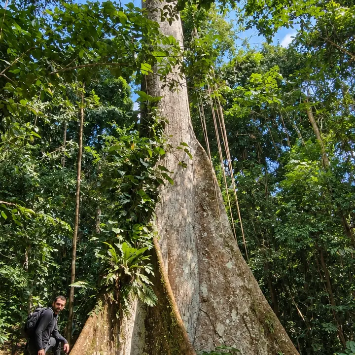 Towering tropical tree surrounded by dense rainforest vegetation.