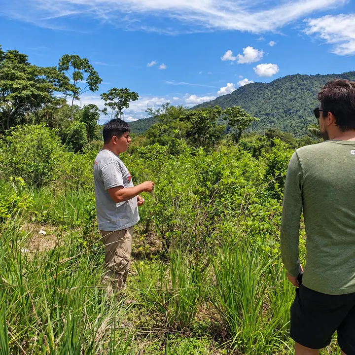 Travelers exploring rainforest vegetation with a local guide.