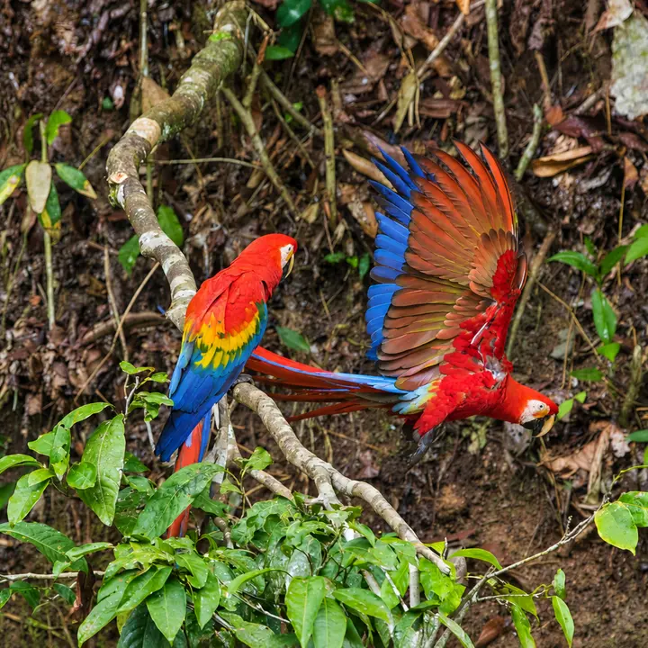 Scarlet macaws in the rainforest during a Manu 3 Days tour.