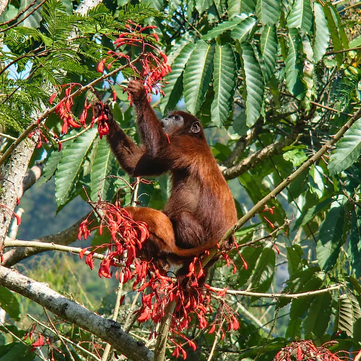 Wild monkey in the rainforest during a Manu 4 Days tour.