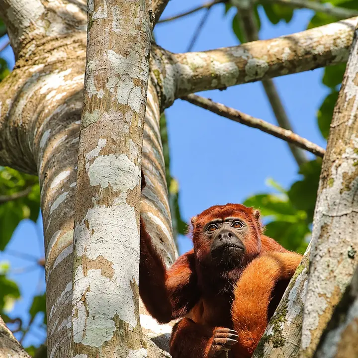 Red howler monkey climbing a tree in the Manu rainforest.