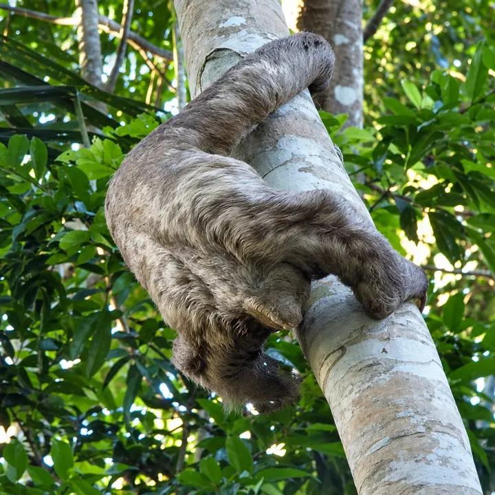 Sloth resting on a tree branch in the Manu rainforest.