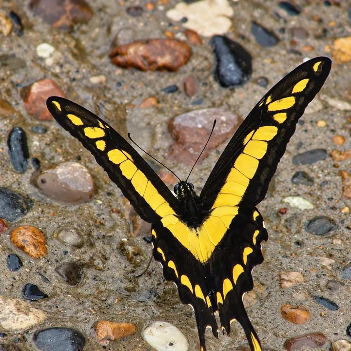 Yellow and black butterfly resting on the forest floor.