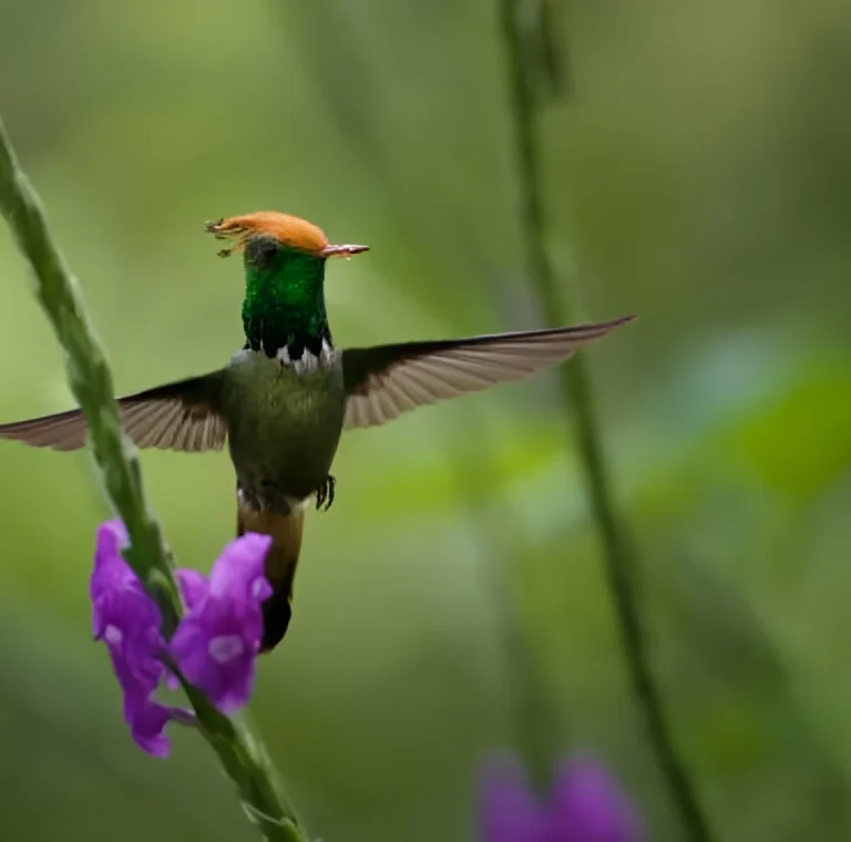 Colorful birds in Manu National Park rainforest Peru