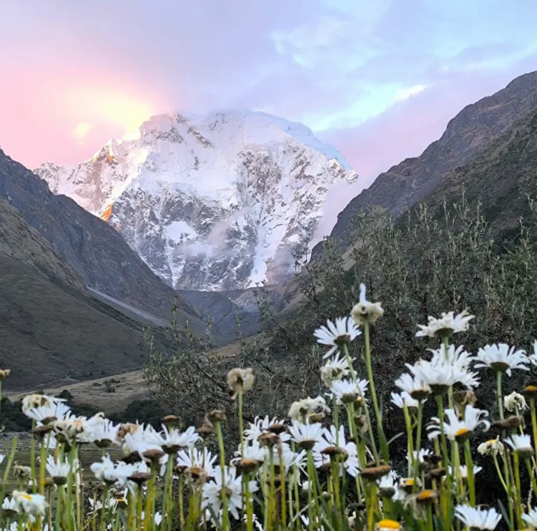 White Andean wildflowers framing the snow-covered Salkantay Mountain during a colorful sunrise.